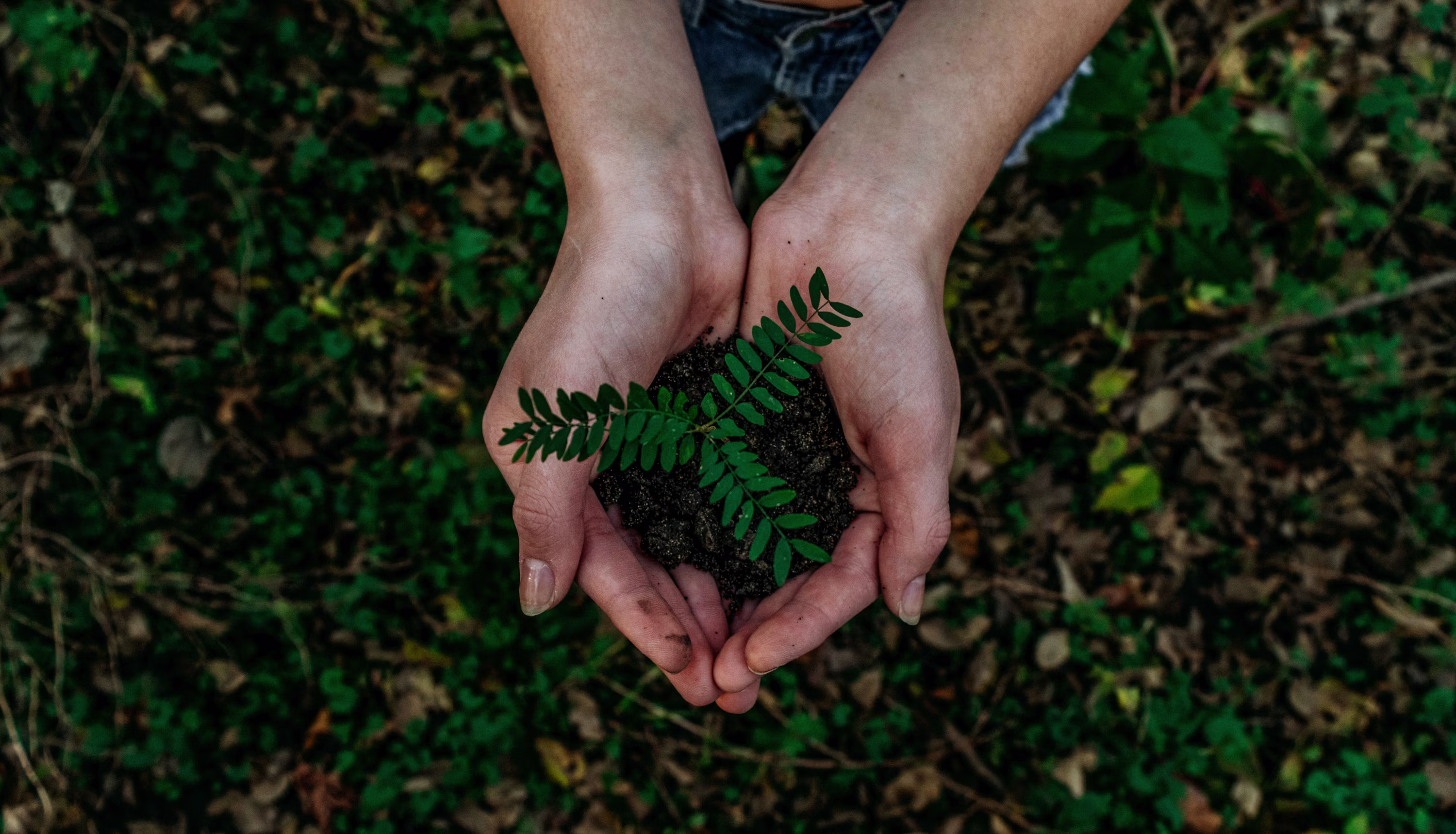 Hands holding a young plant in soil